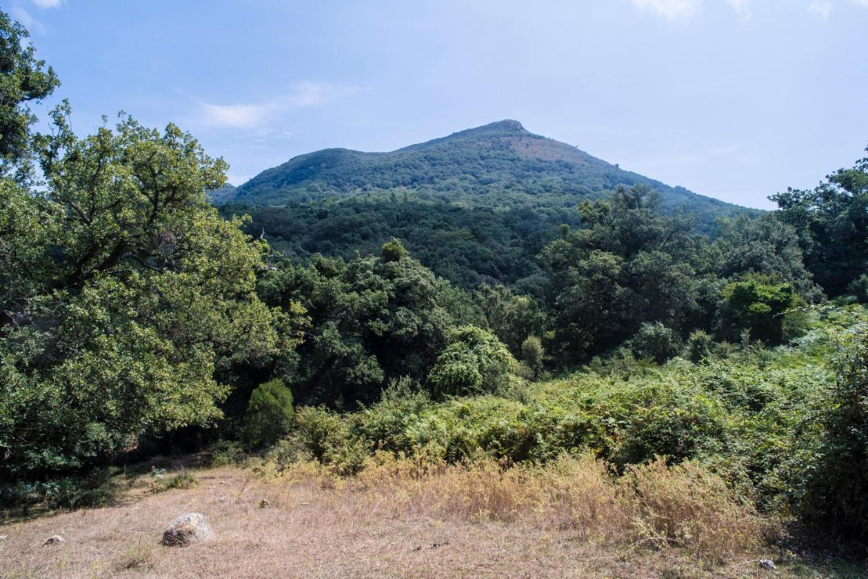 Bosco Pianetti